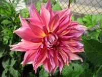 Jiřinka 'Penhill Dark Monarch'