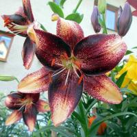 Lilie 'Chocolate Event' - Asijské hybridy vysoké (Lilium)