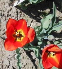 Tulipán 'Valencia' - Triumph tulipány (Tulipa)