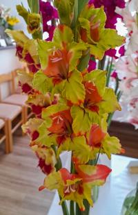 Mečík 'Ugunszeme' (Gladiolus)