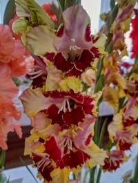 Mečík 'Šuri Muri' (Gladiolus)
