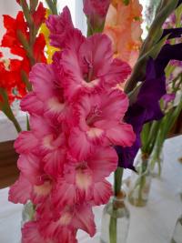 Mečík 'Růžová sonáta' (Gladiolus)