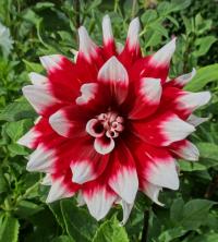 Jiřinka (Dahlia)