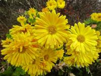 Chrysanthemum x morifolium  'Cottage Yellow'  listopadka zahradní květy, květenství