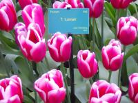 Tulipán 'Lornah' - Triumph tulipány (Tulipa)