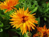 Měsíček lékařský 'Calexis Orange' (Calendula officinalis) Měsíček lékařský 'Calexis Orange' (Calendula officinalis)