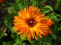 Měsíček lékařský 'Calexis Orange' (Calendula officinalis) Měsíček lékařský 'Calexis Orange' (Calendula officinalis)
