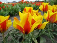 Tulipán Vvedenského 'Goldmine' (Tulipa vvedenskyi)