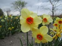 Narcis 'Sabine Hay' - Malokorunné narcisy (Narcissus)