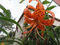 Lilie tygrovaná (Lilium lancifolium var splendens)