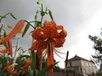 Lilie tygrovaná (Lilium lancifolium var splendens)