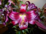 Lilie 'Mussasi' - OT hybridy