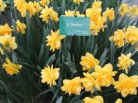 Narcis 'Sherborn' - Plnokvěté narcisy