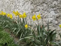 Narcis 'Dutch Master' (Narcissus)