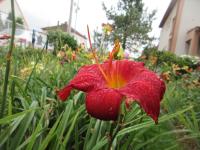 Denivka 'Chicago Apache' (Hemerocallis)