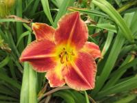 Denivka 'Calgary Stampede' (Hemerocallis)
