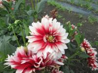 Jiřinka 'Red Empire' - Dekorační jiřinky (Dahlia)
