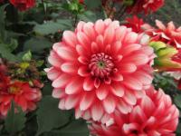 Jiřinka 'Larry's Love' - Parkové jiřinky