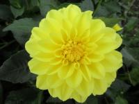 Jiřinka 'Sisa' - Parkové jiřinky