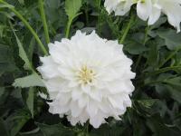 Jiřinka 'Center Court' (Dahlia)