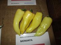 Paprika setá 'Monanta' (Capsicum annuum)