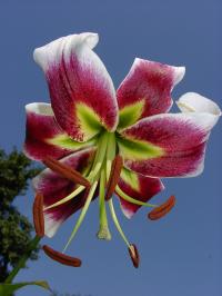 Lilie 'Leslie Woodriff' - OT hybridy