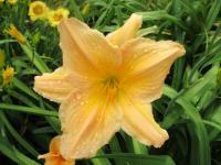 Denivka 'Top Billing' (Hemerocallis)