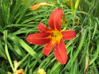Denivka 'Bright Charm' (Hemerocallis)