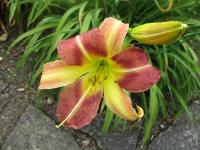 Denivka 'CZ Marika' (Hemerocallis)
