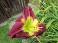 Denivka 'Night Beacon' (Hemerocallis)