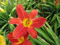 Denivka 'CZ Radana' (Hemerocallis)