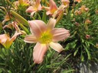 Denivka 'Bama Music' (Hemerocallis)