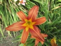 Denivka 'Blütenfülle' (Hemerocallis)