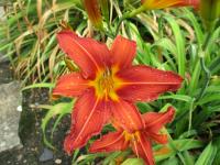 Denivka 'Blütenfülle' (Hemerocallis)