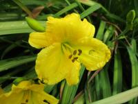 Denivka 'Petite Ballet' (Hemerocallis)