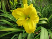 Denivka 'Petite Ballet' (Hemerocallis)