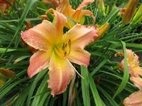 Denivka 'Little Bugger' (Hemerocallis)