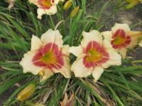 Denivka 'Todd Monroe' (Hemerocallis)