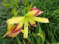 Denivka 'Pterodactyl Eye' (Hemerocallis)