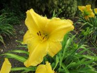 Denivka 'Candlestick' (Hemerocallis)