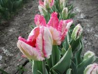 Tulipán 'Silver Parrot' - Papouškovité tulipány (Tulipa)