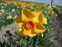 Narcis 'Sabine Hay' - Malokorunné narcisy (Narcissus)