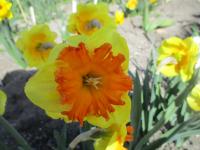 Narcis 'Spanish Fiesta' - Collar narcisy (Narcissus)