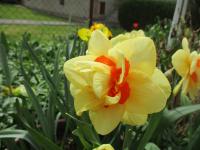 Narcis 'Innovator' - Plnokvěté narcisy (Narcissus)