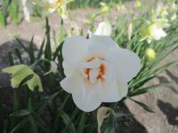 Narcis 'Victoria Von Dem Bussche' - Plnokvěté narcisy (Narcissus)