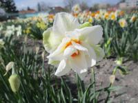 Narcis 'Victoria Von Dem Bussche' - Plnokvěté narcisy (Narcissus)