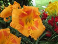 Denivka 'Cherry Eyed Pumpkin' (Hemerocallis)