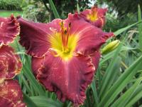Denivka 'Vínová naděje Hal' (Hemerocallis)