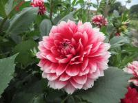 Jiřinka 'Red White Fubuki' - Třepenité jiřinky (Dahlia)