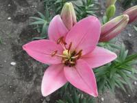 Lilie 'Corfino' - LA hybridy (Lilium)